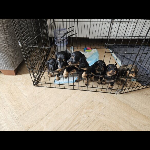 Dachshund (Standard &amp; Miniature) - Both
