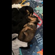 Dachshund (Standard &amp; Miniature) - Both
