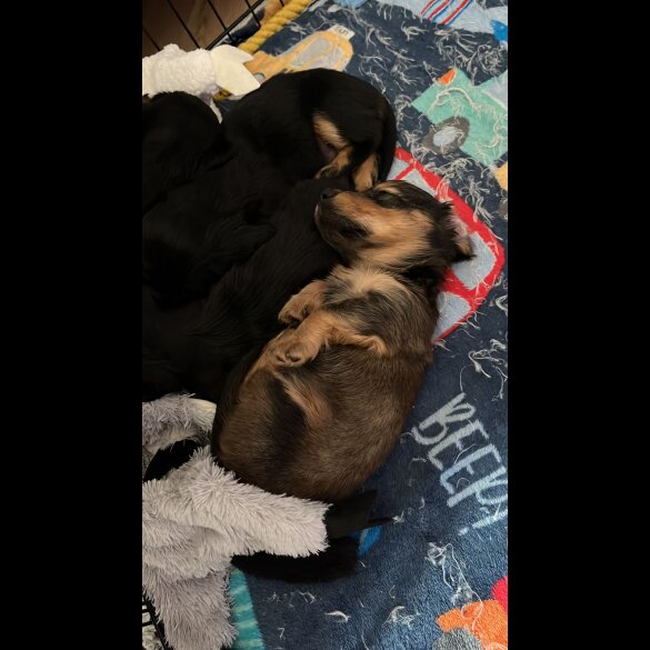 Dachshund (Standard &amp; Miniature) - Both