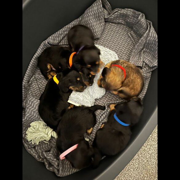 Dachshund (Standard &amp; Miniature) - Both