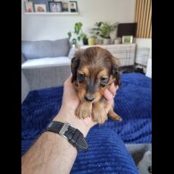 Dachshund (Standard &amp; Miniature) - Both