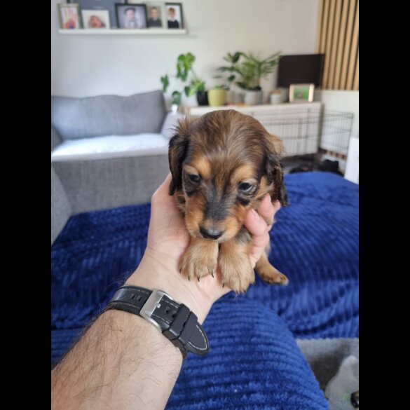 Dachshund (Standard &amp; Miniature) - Both