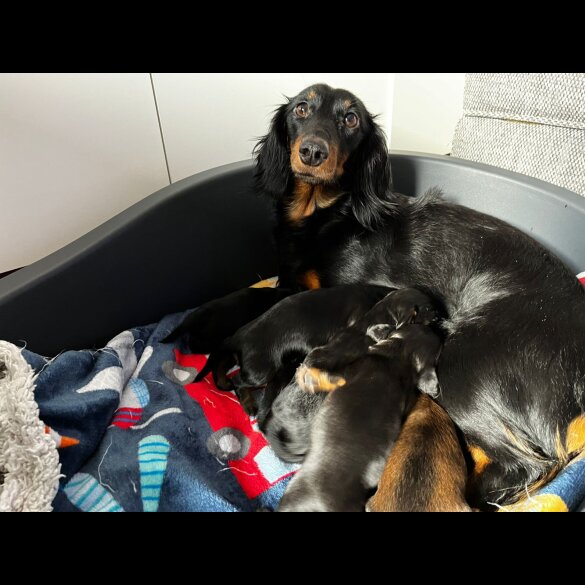 Dachshund (Standard &amp; Miniature) - Both