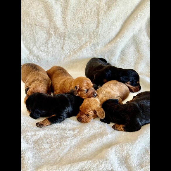 Dachshund (Standard &amp; Miniature) - Both