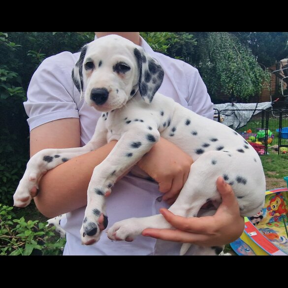 Dalmatian - Both