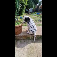 Dalmatian - Both