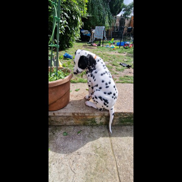 Dalmatian - Both