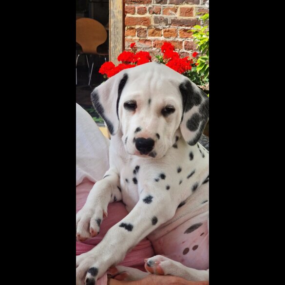 Dalmatian - Both