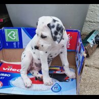 Dalmatian - Both