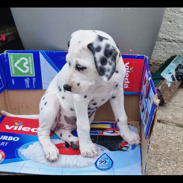 Dalmatian - Both