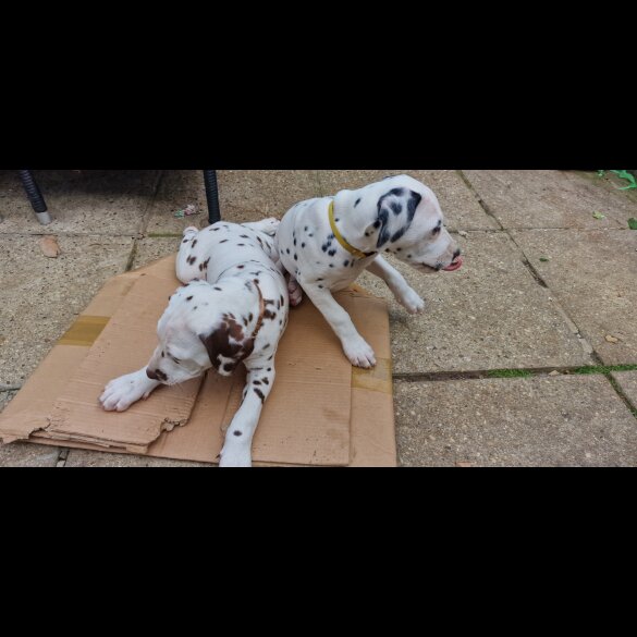 Dalmatian - Both