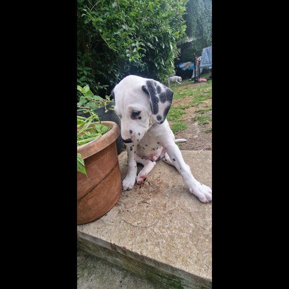 Dalmatian - Both
