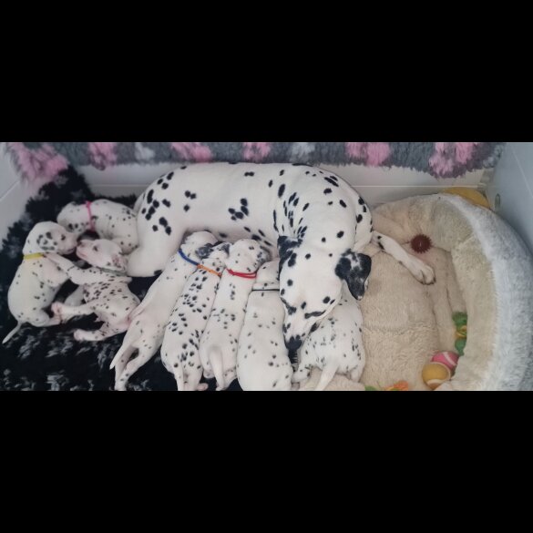 Dalmatian - Both