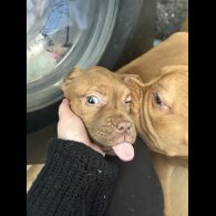 Dogue De Bordeaux - Both