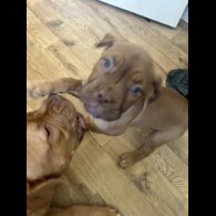 Dogue De Bordeaux - Both