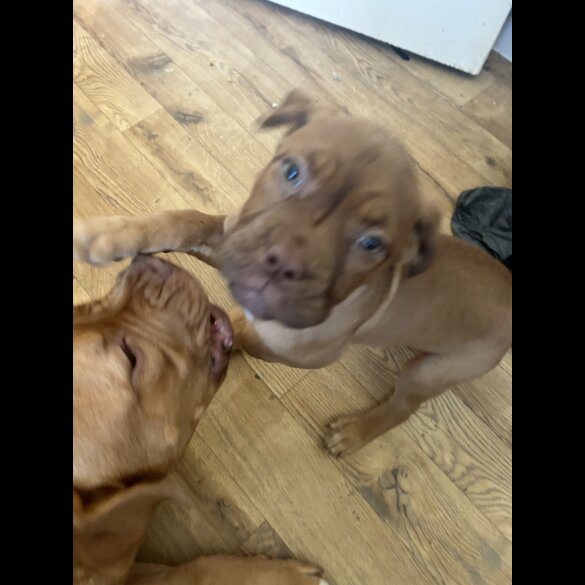 Dogue De Bordeaux - Both