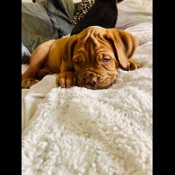 Dogue De Bordeaux - Both