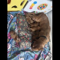Dogue De Bordeaux - Both