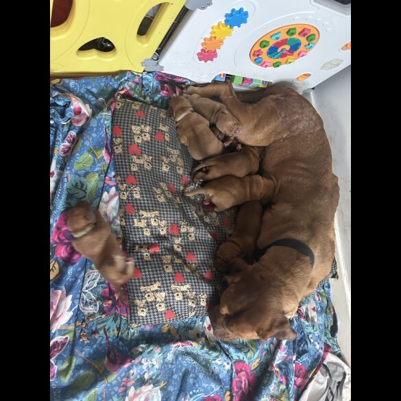 Dogue De Bordeaux - Both