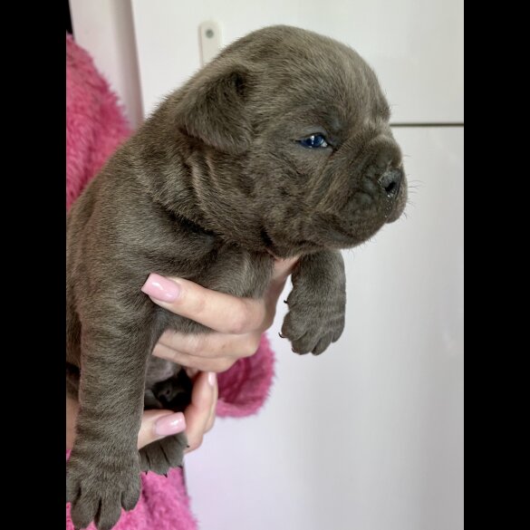 Dorset Olde Tyme Bulldogge - Bitches