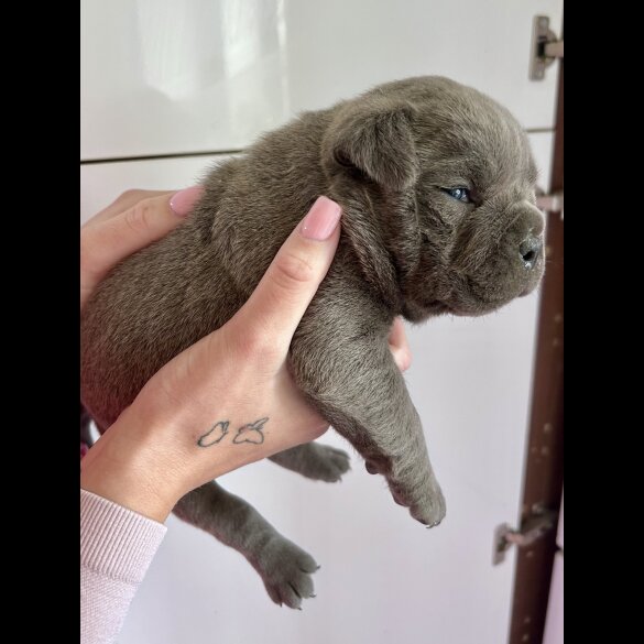 Dorset Olde Tyme Bulldogge - Bitches