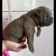 Dorset Olde Tyme Bulldogge - Bitches