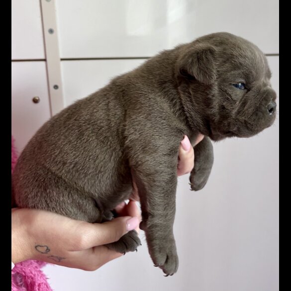 Dorset Olde Tyme Bulldogge - Bitches