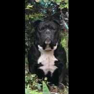 Dorset Olde Tyme Bulldogge - Bitches