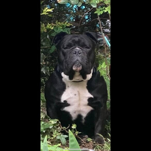 Dorset Olde Tyme Bulldogge - Bitches
