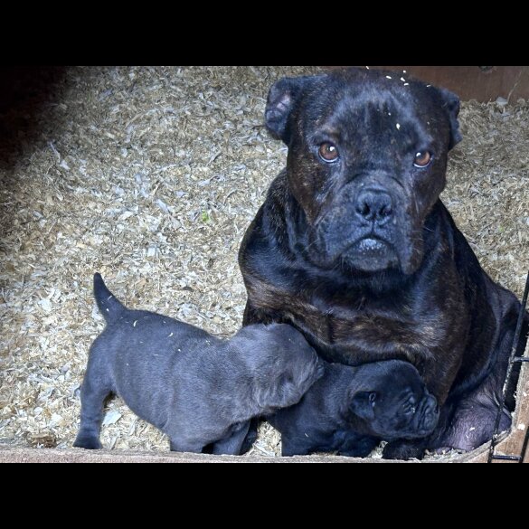 Dorset Olde Tyme Bulldogge - Bitches