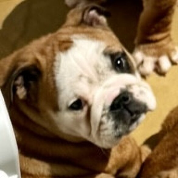 English Bulldog - Dogs