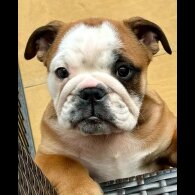English Bulldog - Dogs