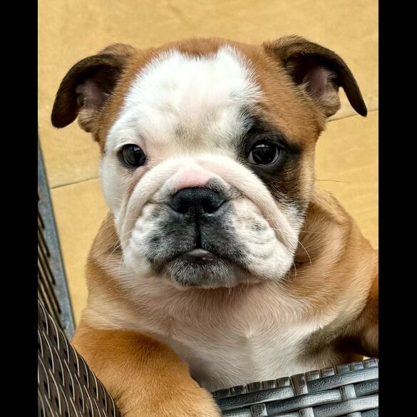 English Bulldog - Dogs