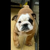 English Bulldog - Dogs