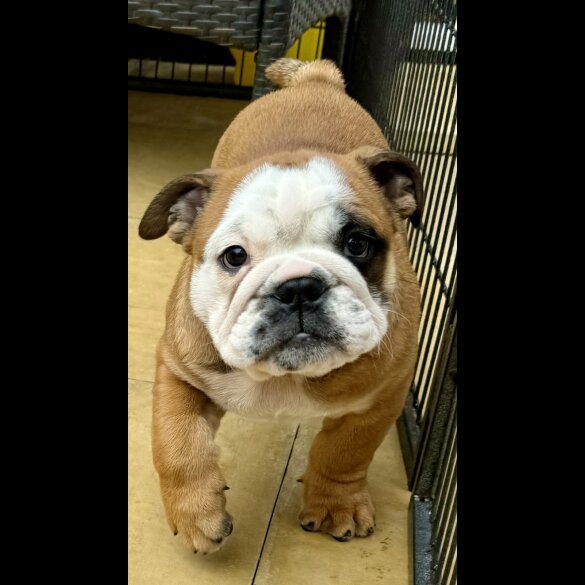 English Bulldog - Dogs