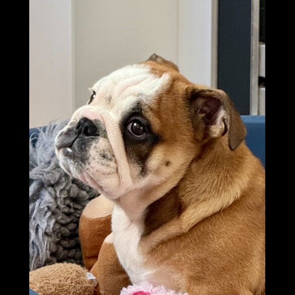 English Bulldog - Dogs