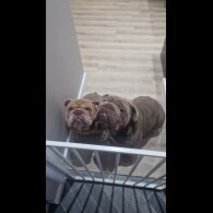 English Bulldog - Both