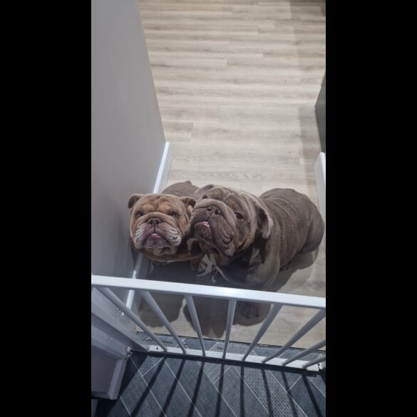English Bulldog - Both