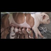 English Bulldog - Both