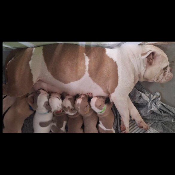 English Bulldog - Both