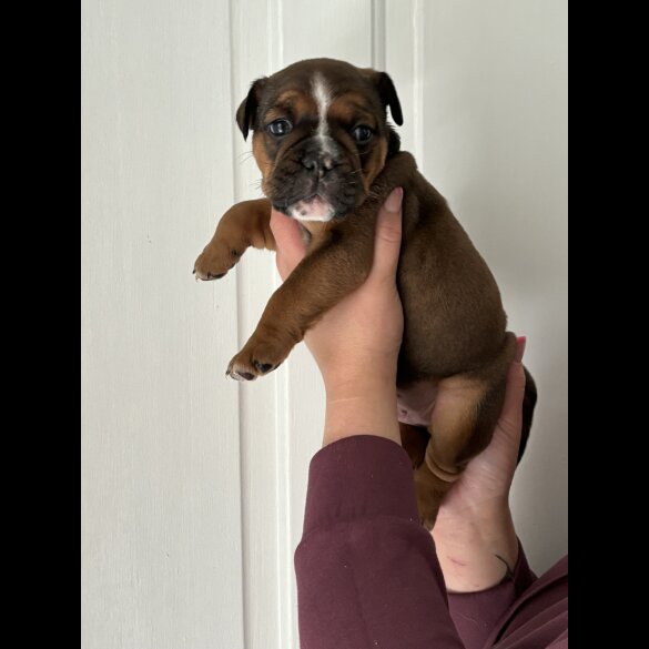 English Bulldog - Both