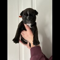 English Bulldog - Both