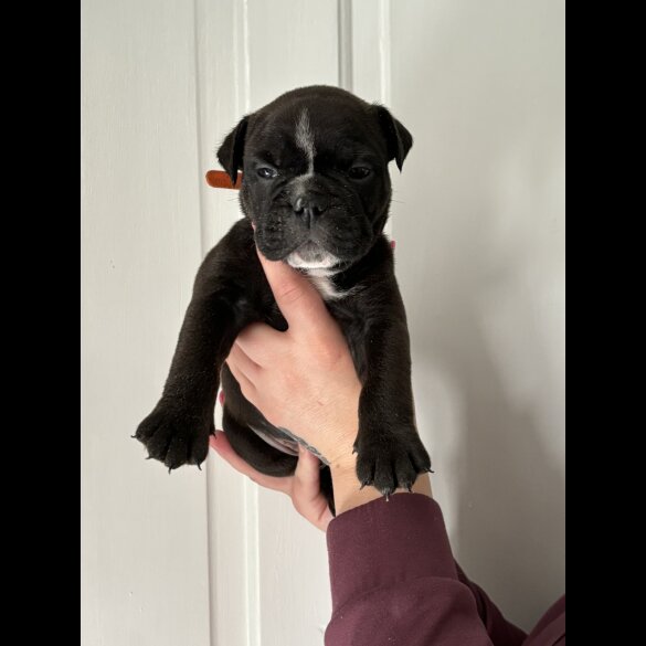 English Bulldog - Both