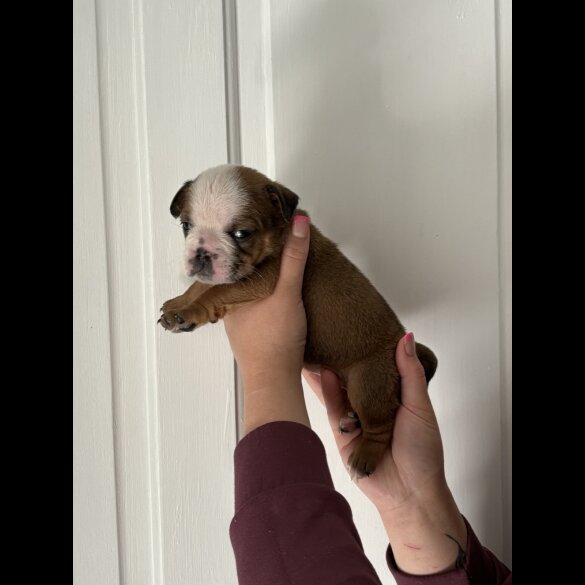 English Bulldog - Both