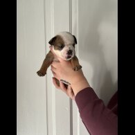 English Bulldog - Both