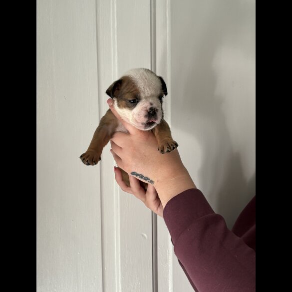 English Bulldog - Both