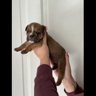 English Bulldog - Both