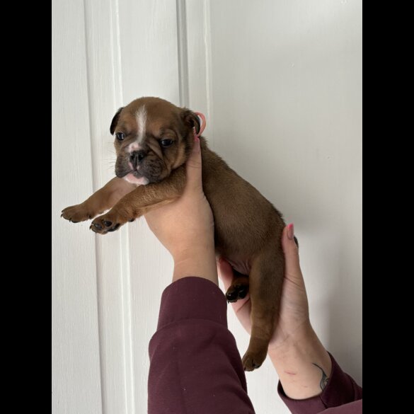 English Bulldog - Both
