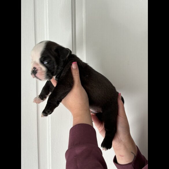 English Bulldog - Both