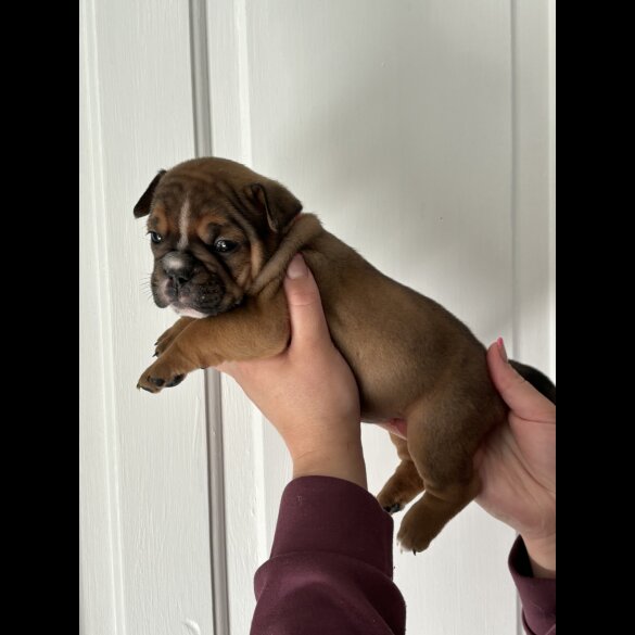 English Bulldog - Both